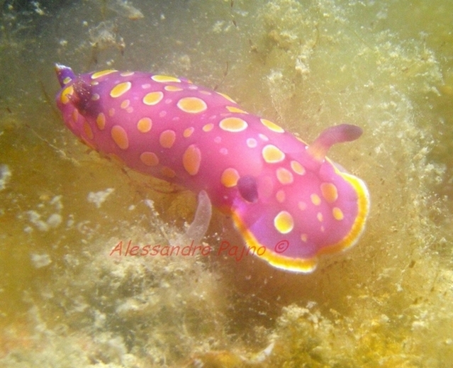 Chromodoris luteorosea (Rapp, 1827)